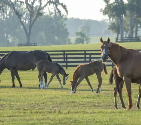 Mares and foals grazing in a closed grassy pen